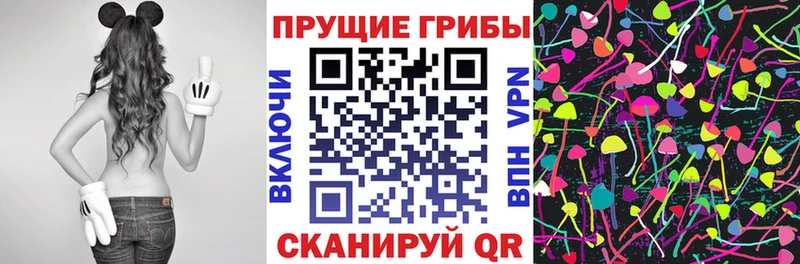 закладка  Черняховск  Псилоцибиновые грибы Psilocybine cubensis 